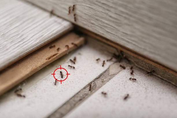 Best Local Pest Control Services  in New Paris, IN