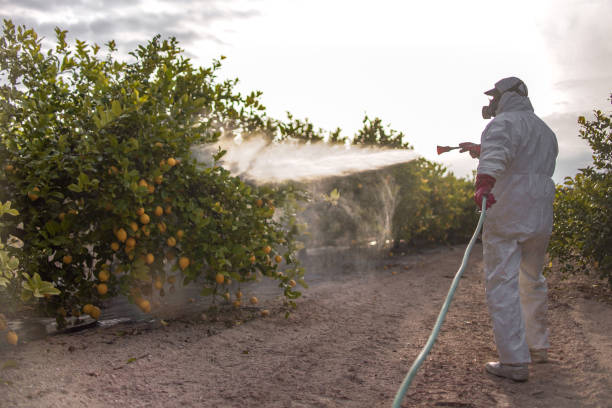 Best Termite Control Services  in New Paris, IN