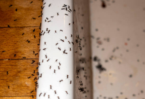New Paris, IN Pest Control Company
