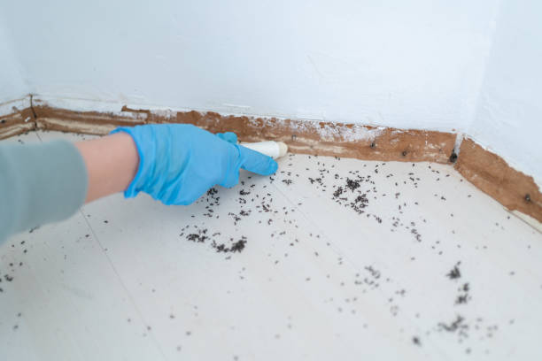 Best Flea Control Services  in New Paris, IN